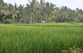 Rice Fields Walk