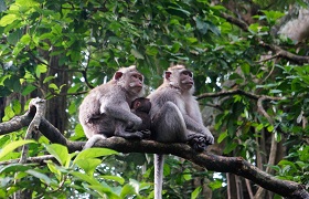 The Monkey Forest